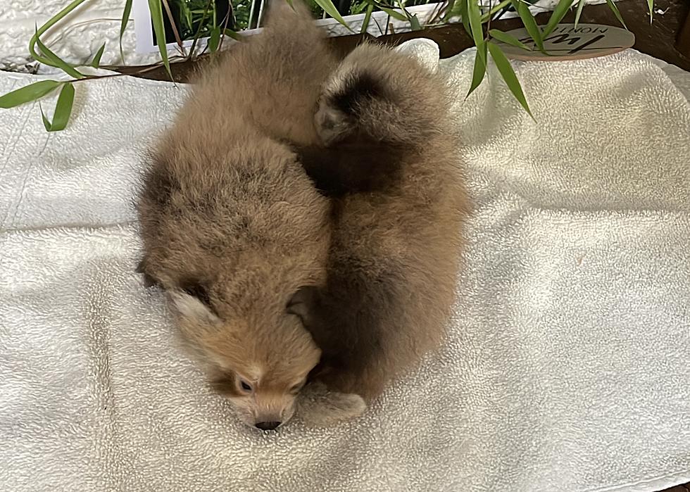 Adorable Alert, Buttonwood Zoo Welcomes Endangered Red Panda Cubs