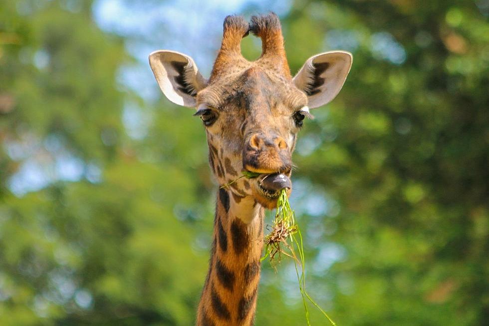 High Risk Giraffe Procedure Performed Successfully At Providence Zoo
