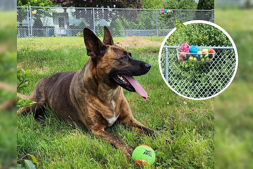 Sweet Friendship in Plymouth Leads Dog Owner to Add Ball Basket to Home