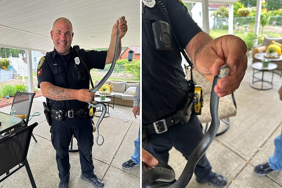 Dartmouth Police Officer Shows He’s Also an Expert Snake Charmer