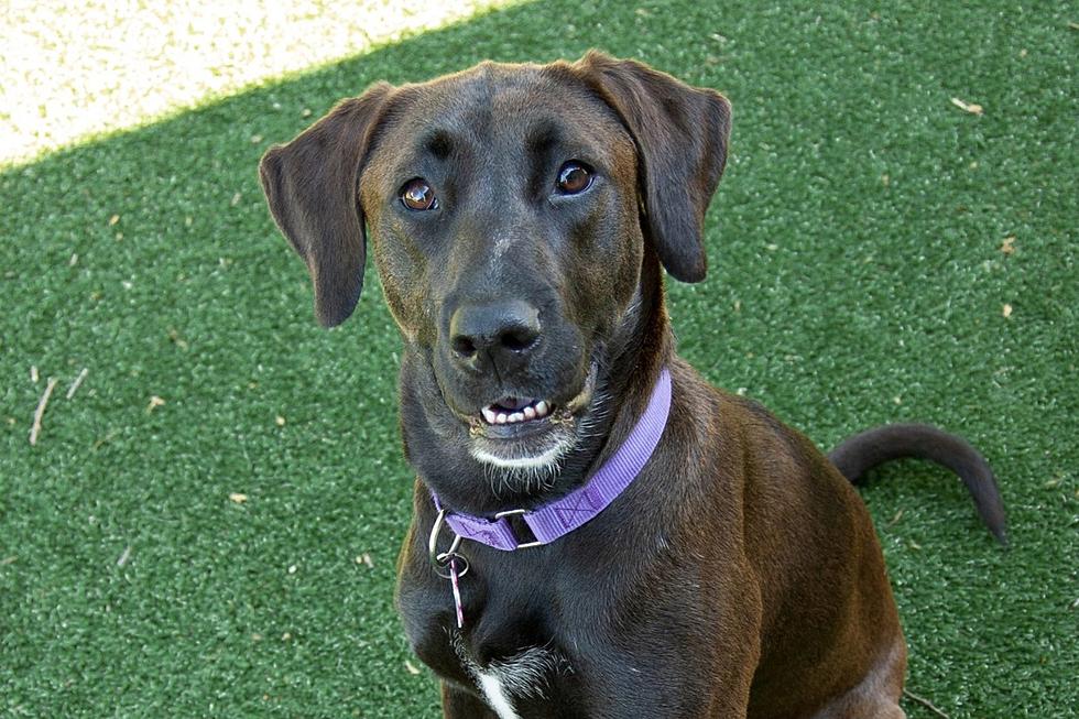 New Bedford Dog Hopes to Brighten Forever Home With Her Goofy Personality [WET NOSE WEDNESDAY]