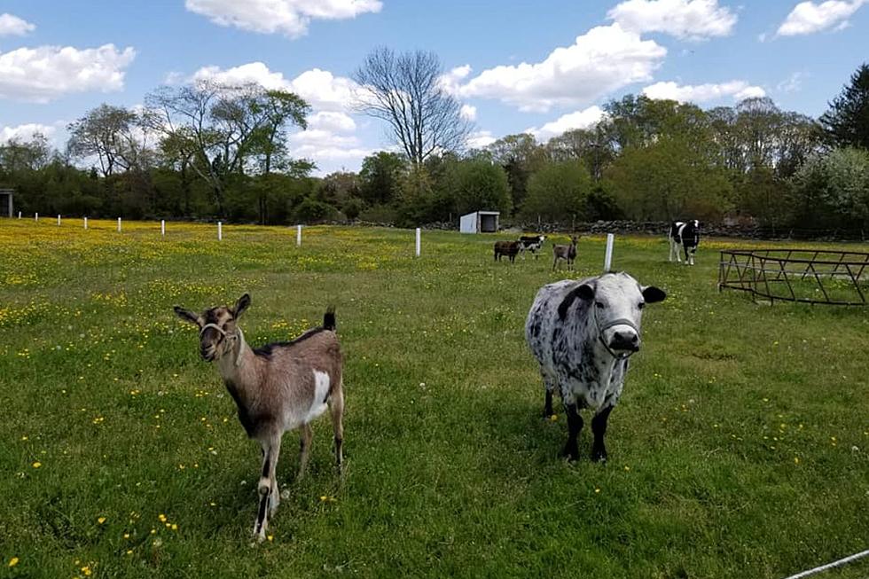 Swansea&#8217;s Simcock Farm: Customers Watched Their Kids Abuse Our Goats