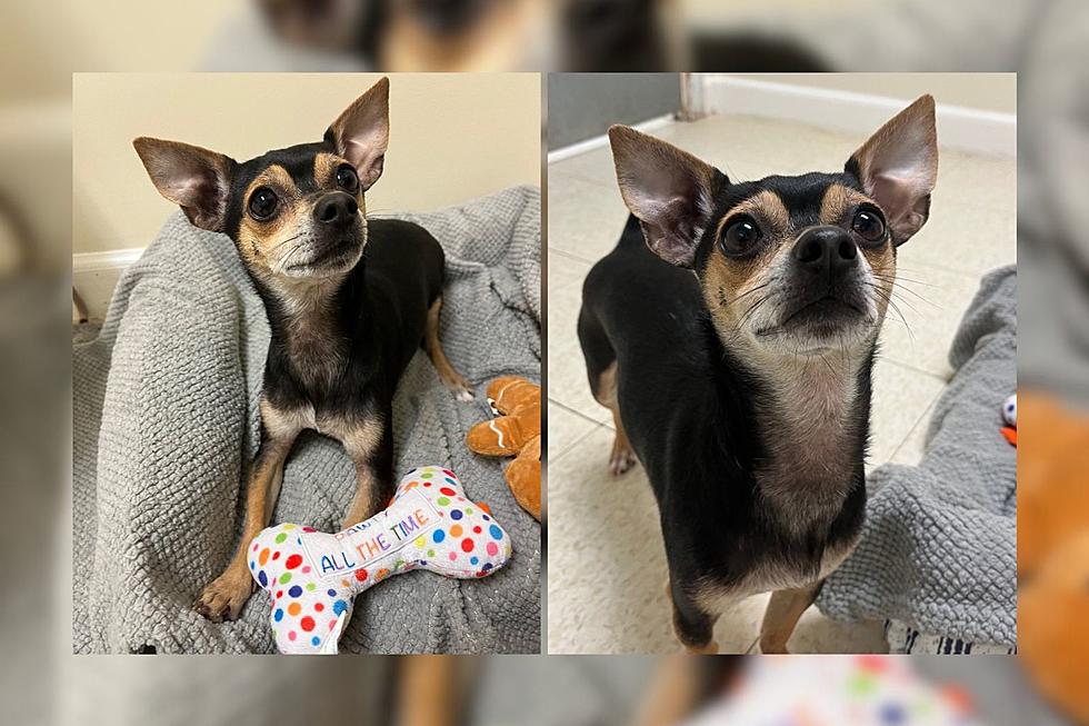 Fall River Chihuahua Returned to Shelter Just Needs Someone to Love Him [WET NOSE WEDNESDAY]
