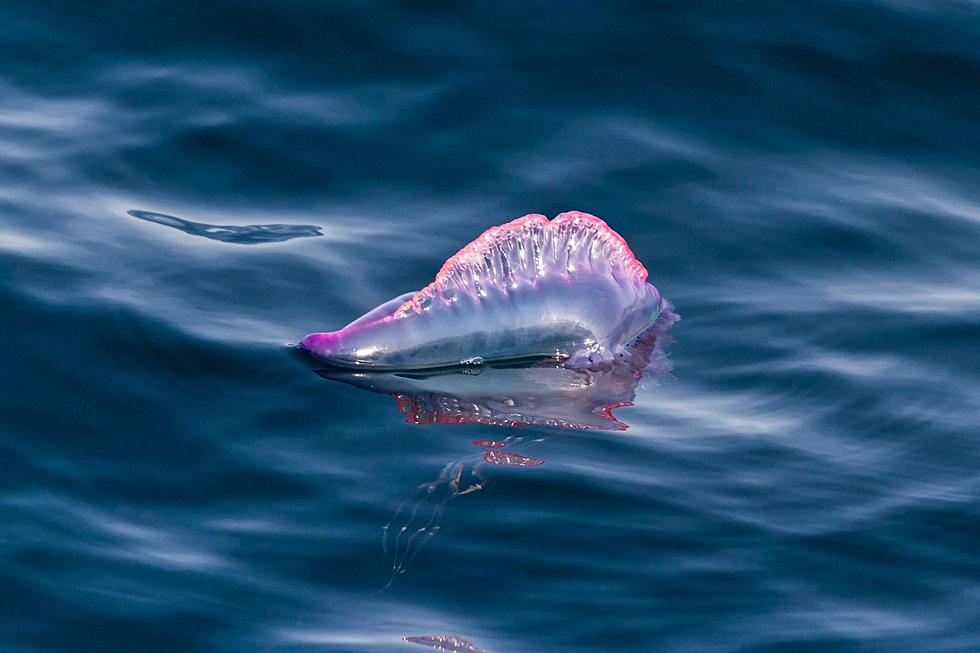 Portuguese Men O'War Have Reached New England Waters