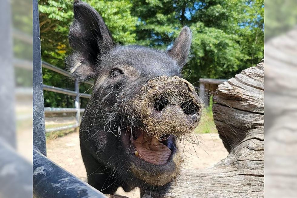 Buttonwood Park Zoo Mourns Loss of Gladys the Guinea Hog