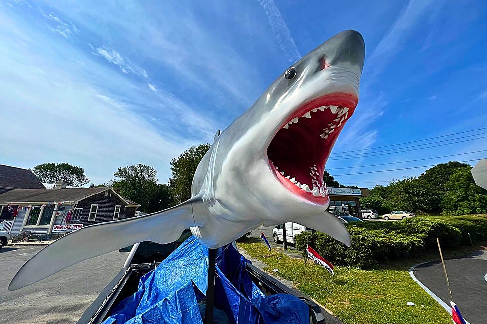 The Story Behind the Giant Shark Sculpture on Route 6 in Fairhaven