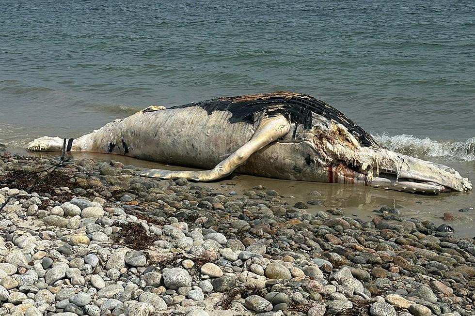 Another Whale Has Washed Up on Westport’s East Beach [PHOTOS]