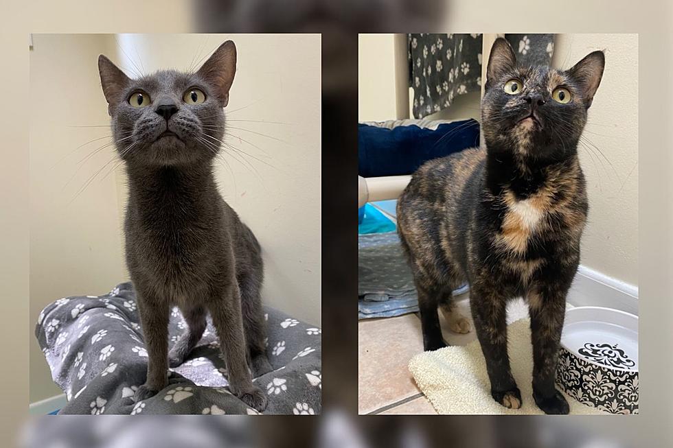 Bonded Pair of Fall River Kittens Hope to Find Their Forever Family [WET NOSE WEDNESDAY]