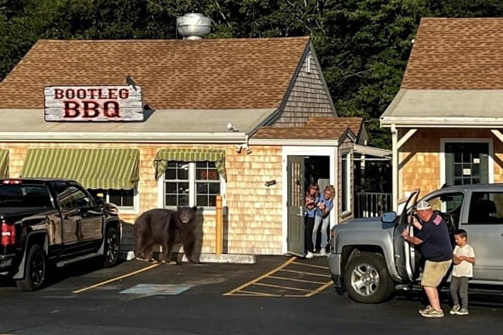 Hilarity Ensues After a Westport Restaurant Received Mixed Reviews From Fake Bear Photo