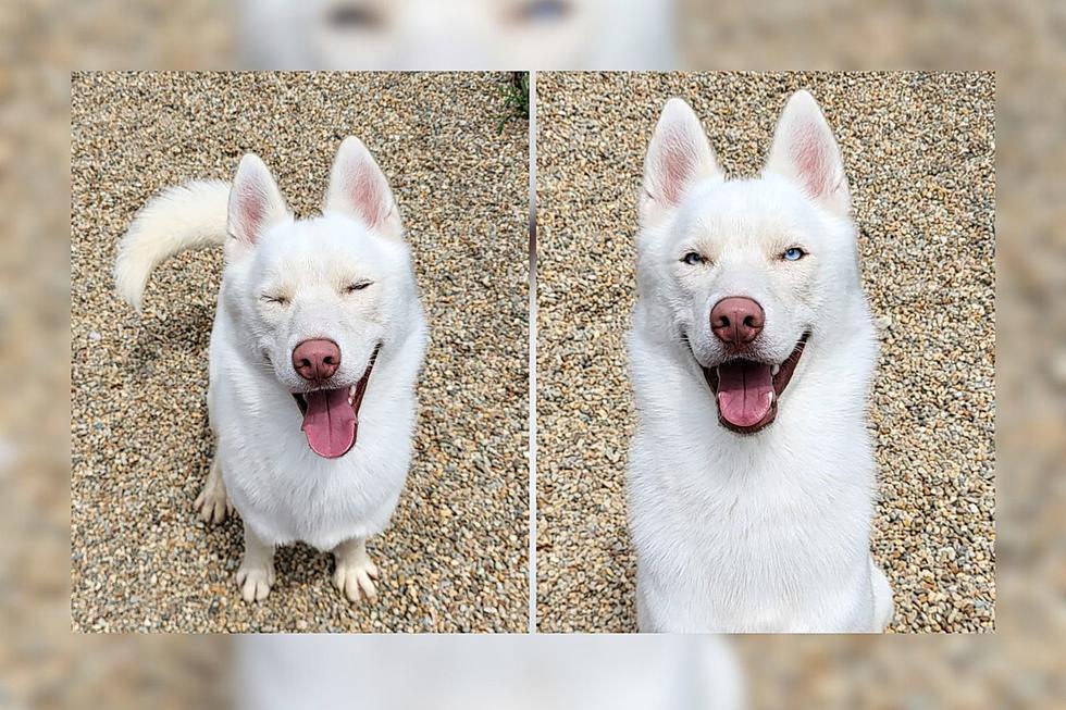 Fairhaven Husky Dreams of Playing Fetch with a Loving Forever Family [WET NOSE WEDNESDAY]