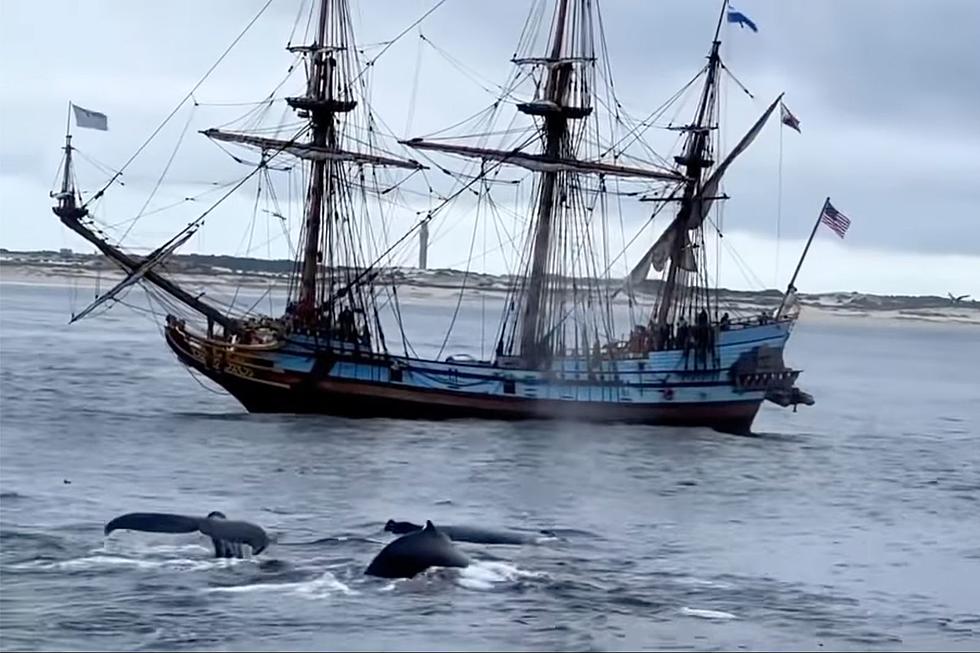Plymouth Photographer Captures Amazing Video of Whales