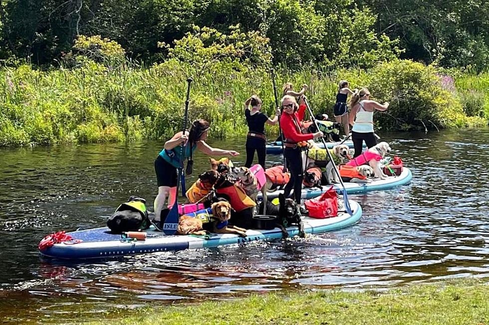 A Fluffy Group of 22 Dogs Enjoy “Pawddle Boarding” on the Westport River