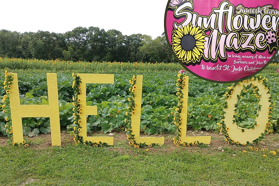 Swansea’s Sunflower Maze Now Open For New Season