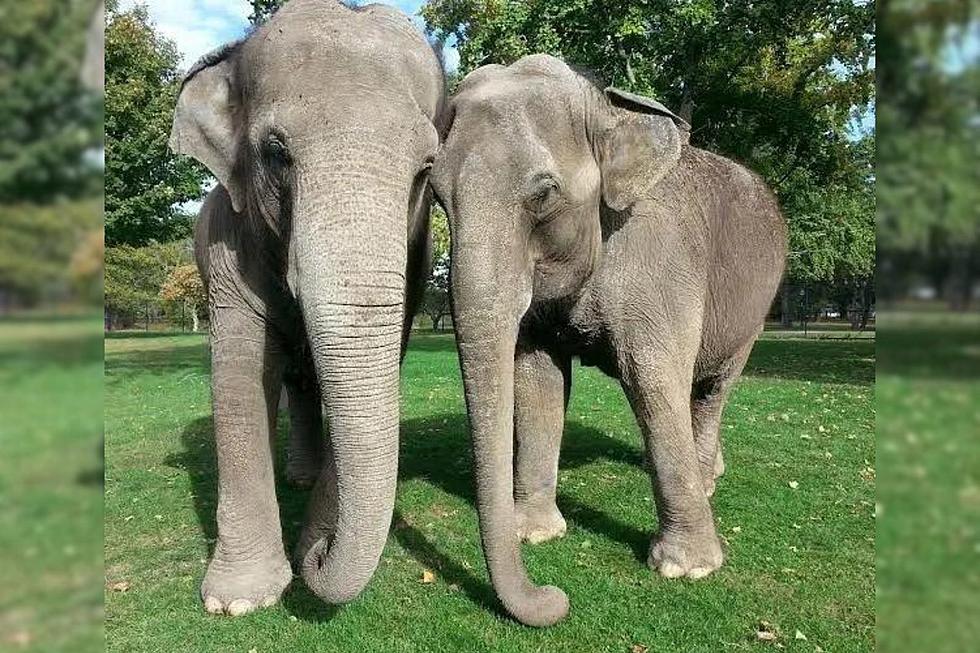 Celebrate Ruth and Emily at Buttonwood Park Zoo’s Elephant Appreciation Day