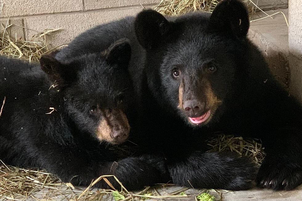 Buttonwood Park Zoo Adopts Two Adorable Bear Cubs
