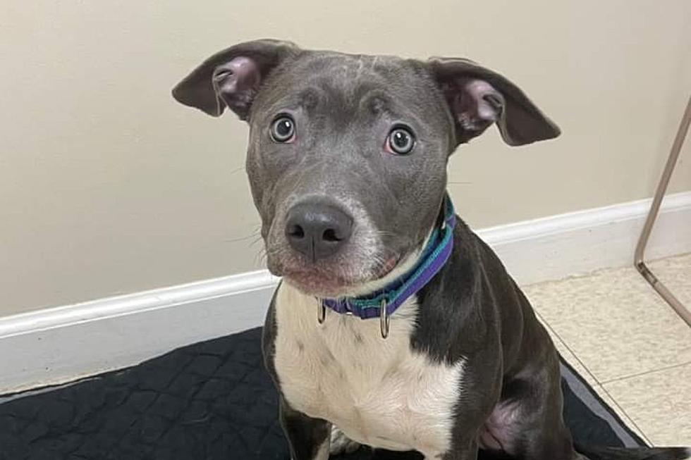 Nervous Fall River Dog Needs a Family to Help Her Relax [WET NOSE WEDNESDAY]