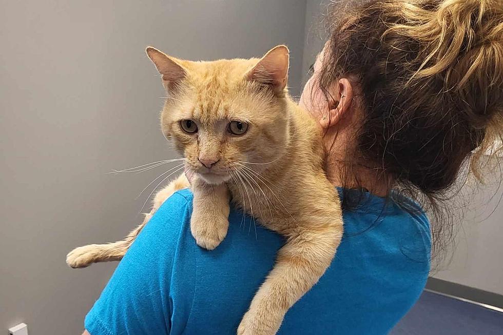 New Bedford Cat Rescued from Streets After Being Dumped by Owner [WET NOSE WEDNESDAY]