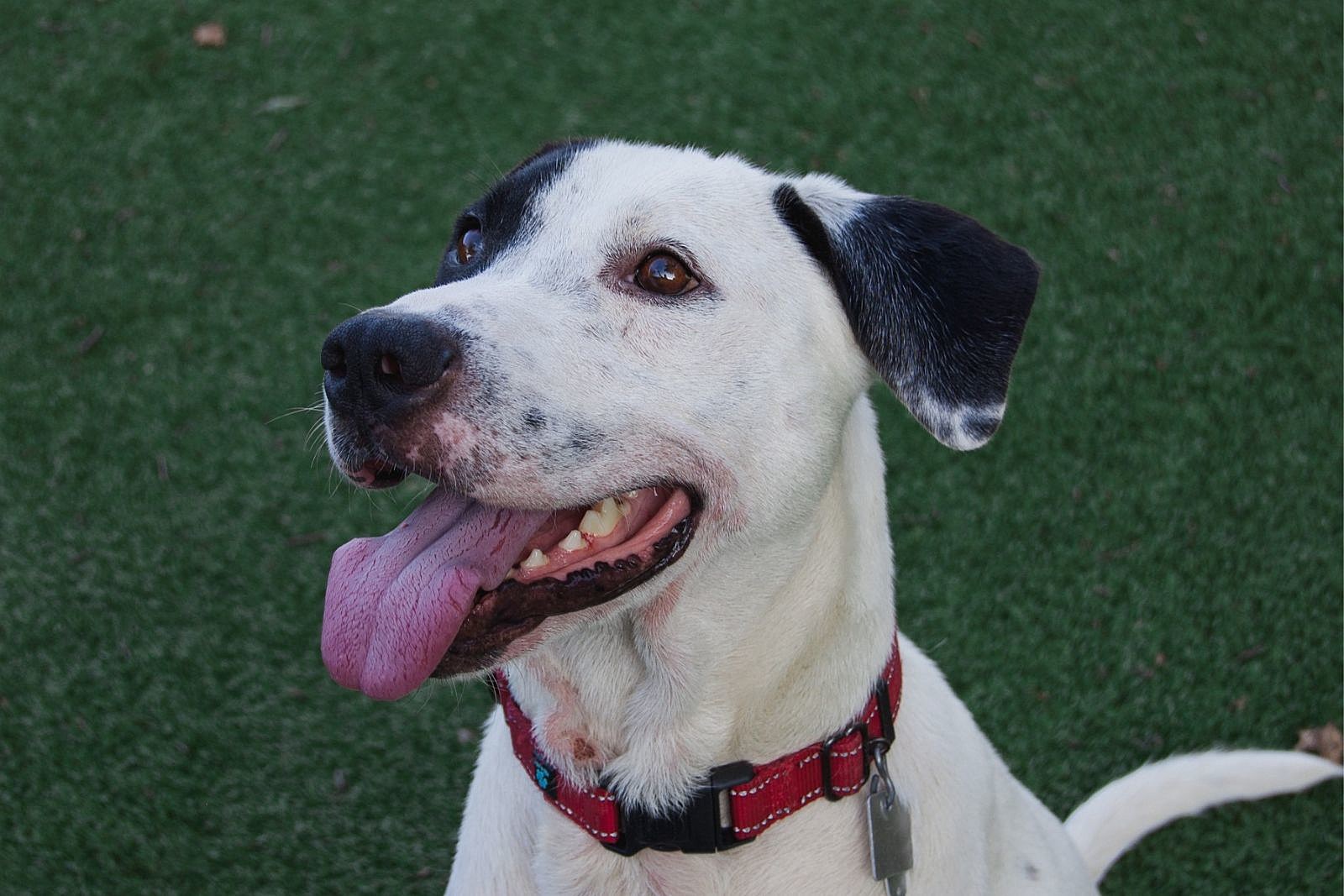New Bedford Dog Makes Comeback After Coming to Shelter Starving