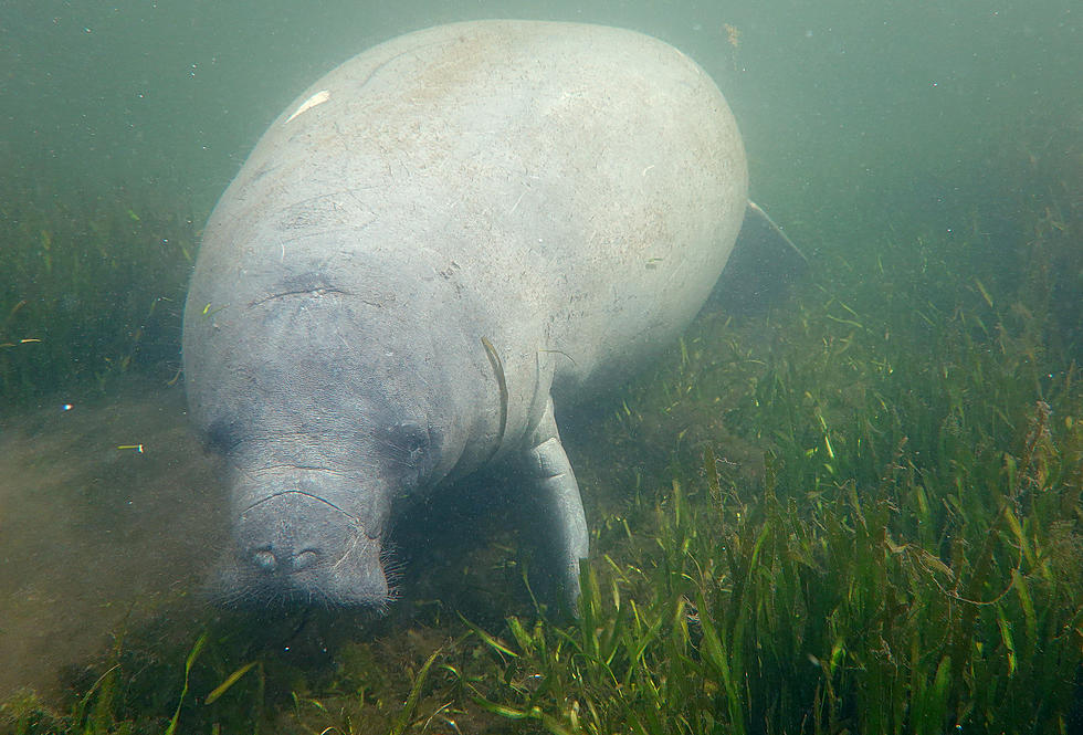 Rare Manatee Spotted in Rhode Island Found Dead Offshore