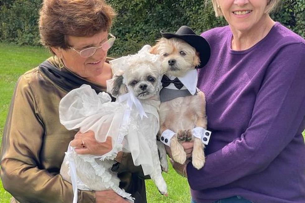 Two Lakeville Dogs Say &#8220;I Do&#8221; During the Cutest Wedding Ceremony Ever