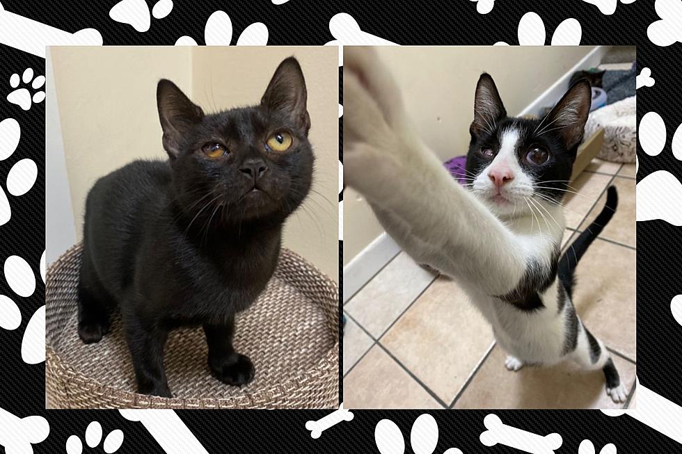 Two Fall River Cats with Special Needs Hope to Find a Loving Family [WET NOSE WEDNESDAY]