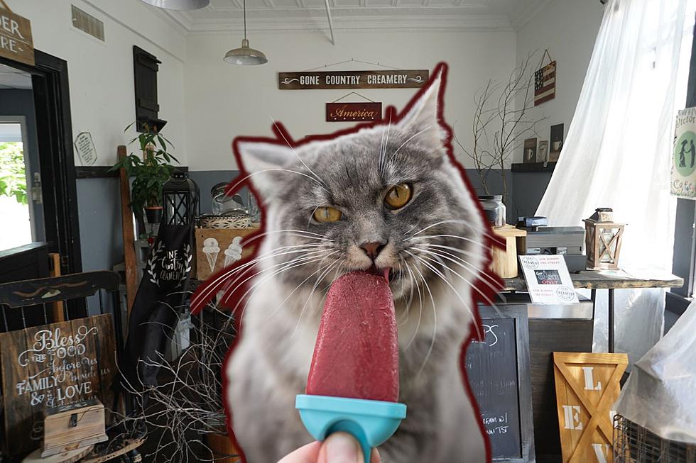 Eat Ice Cream for the Love of Cats This Weekend in Wareham
