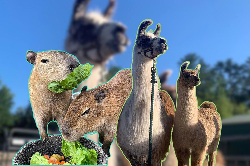 'Open Farm' Day at Pine Meadow Alpacas in Mattapoisett