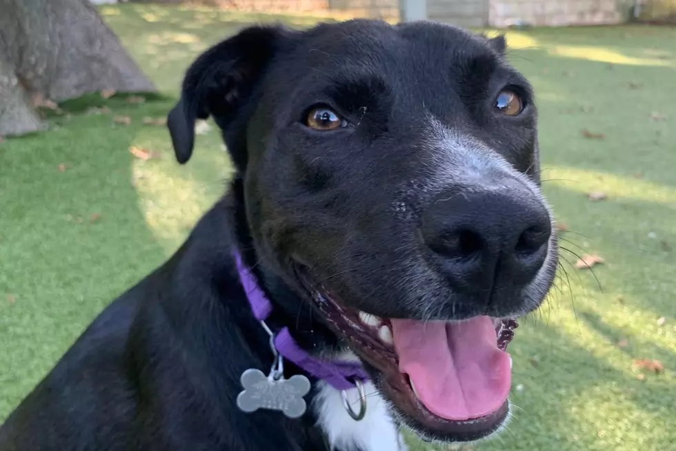 Lighthouse Animal Shelter