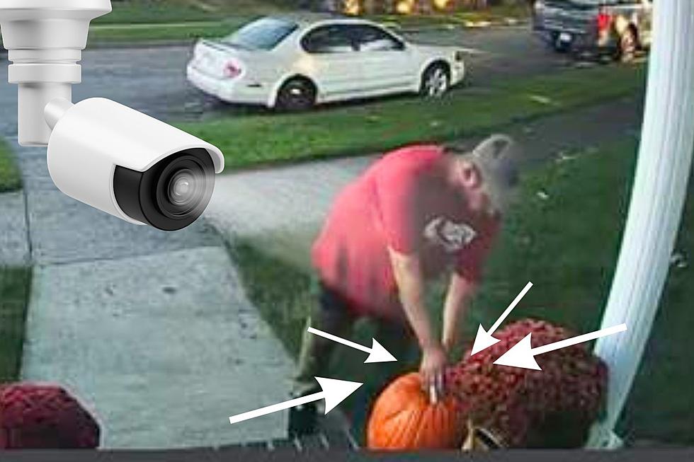 Porch Pirate Pumpkin Stem Snatcher Caught [VIDEO]