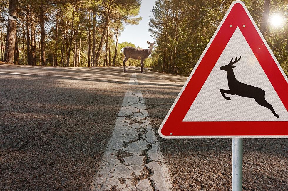 SouthCoast Dominates Top 10 Massachusetts Towns for Deer Crashes