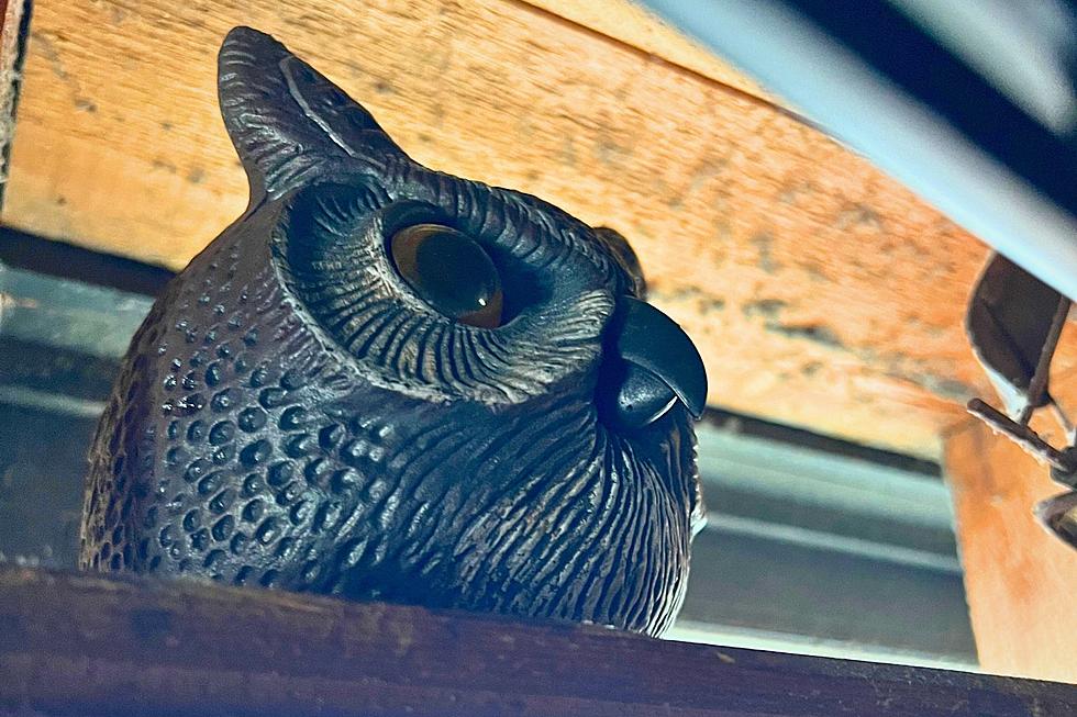 Some Closure for New Bedford’s Twice-Beheaded Plastic Owl But Questions Remain