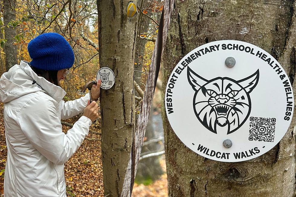 Westport ‘Wildcat Walks’ Hiking Challenge Dealing With Mysterious Vandalism