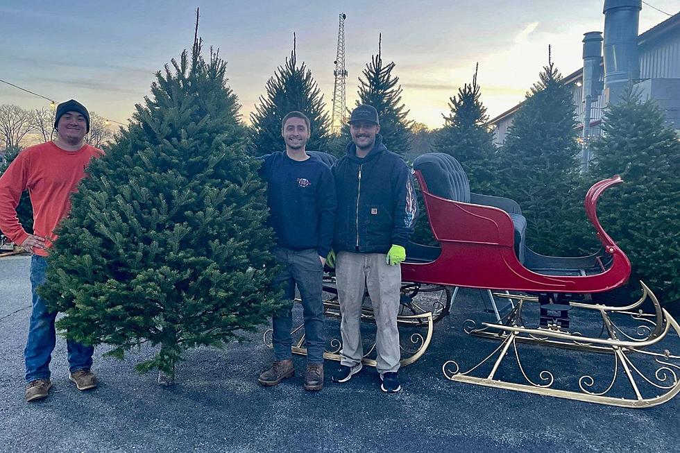 Win a Free Christmas Tree at Popular Westport Pop-Up