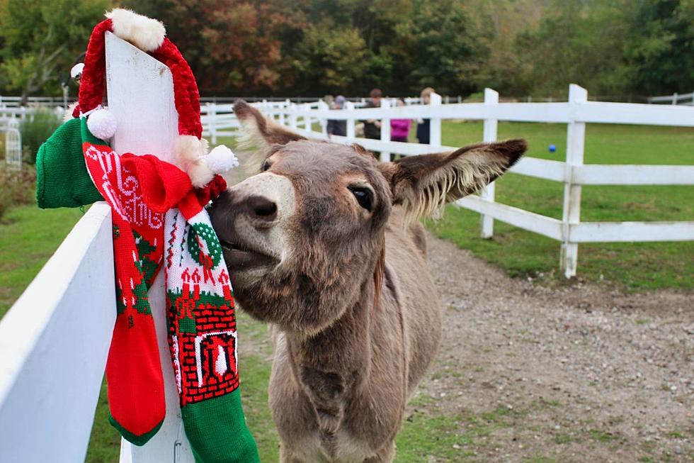 Animal Sanctuary in Tiverton to Offer Unique Holiday Shopping Experience
