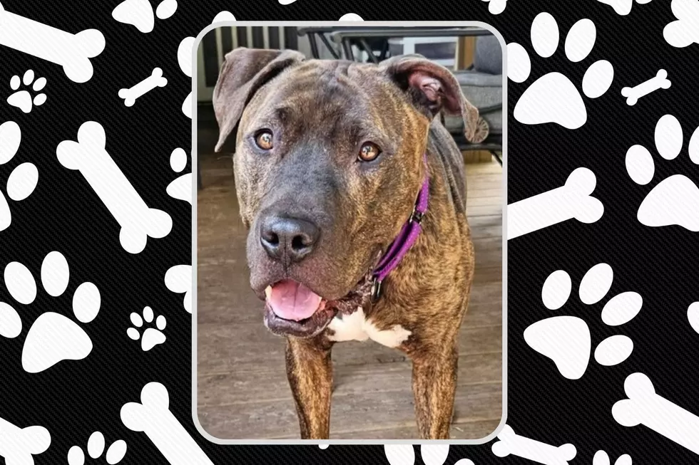 Lighthouse Animal Shelter