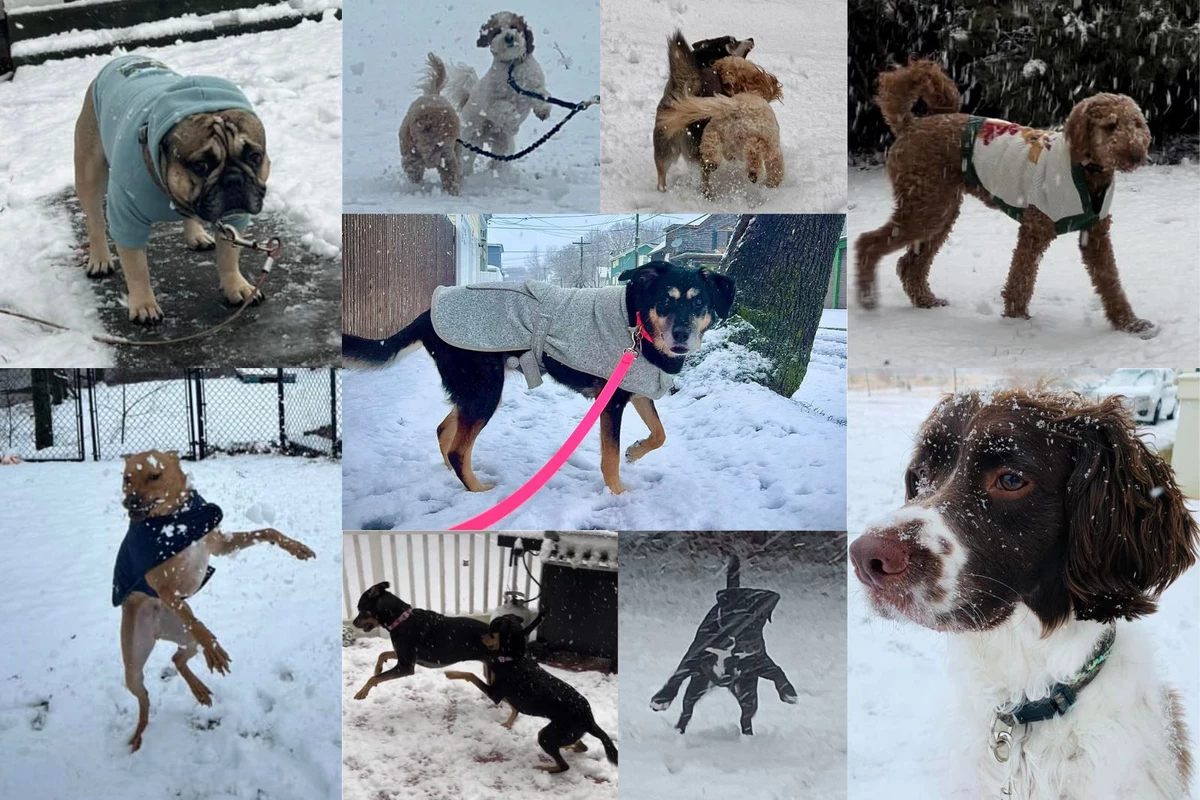 SouthCoast Dogs Living Their Best Lives in the Snow [PHOTOS]