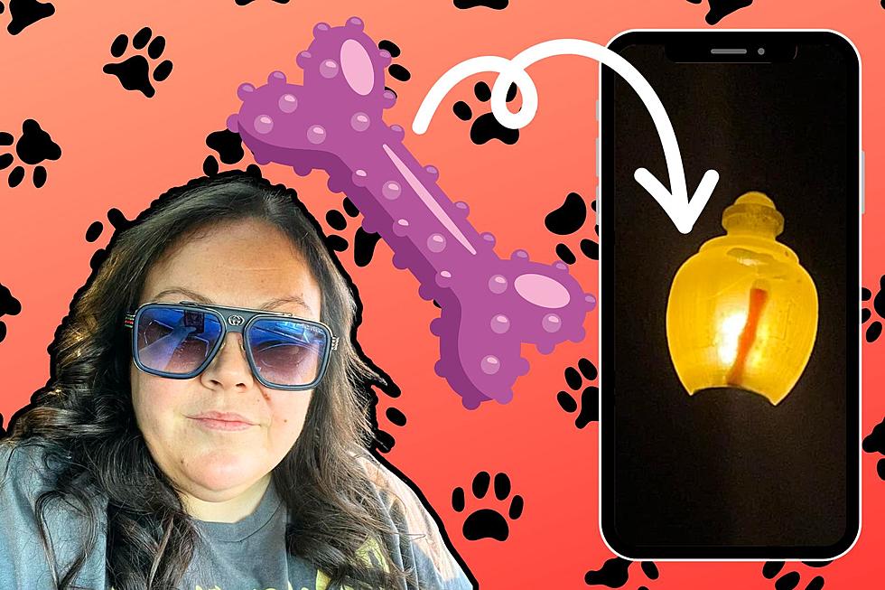 Defying All Odds: A New Bedford Dog Mom’s Remarkable Throw Lands Dog Toy Inside Lamppost [VIDEO]