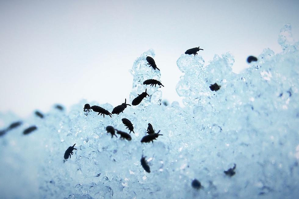 New England: Snow Fleas are Coming, Here’s What You Should Know