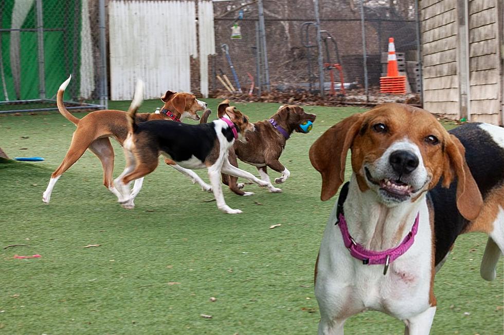 Volunteers Needed at Lighthouse Animal Shelter in New Bedford