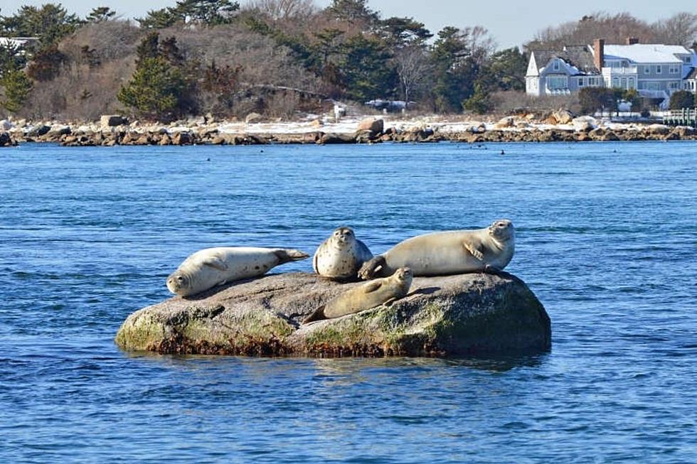 You Can See Seals Up Close On This Buzzards Bay Cruise to Cuttyhunk