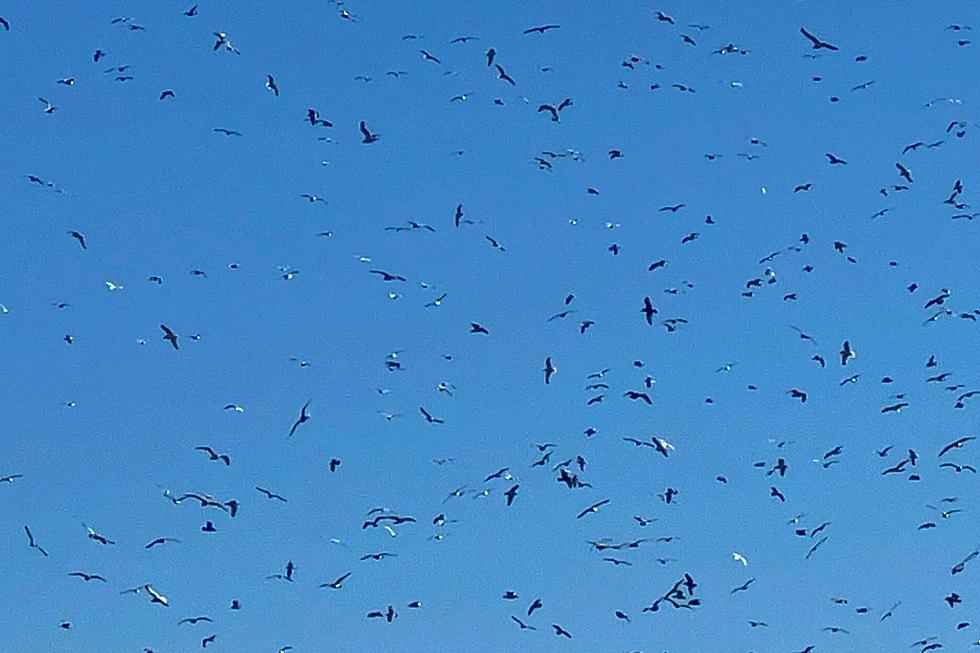 See Hundreds of Birds in Eerie Dance Over Westport Farm