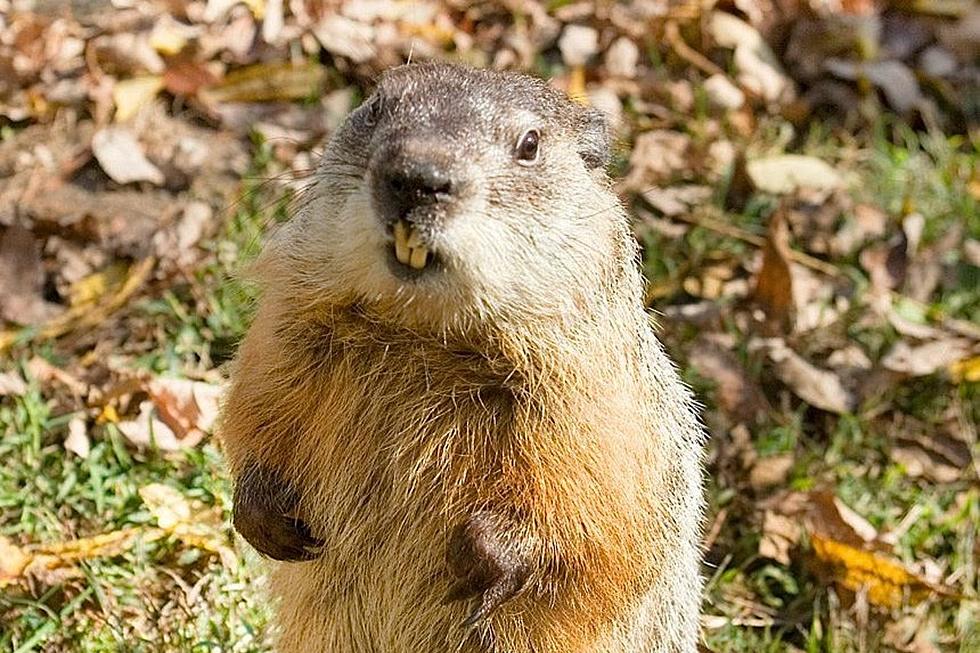 Massachusetts Groundhog ‘Ms. G’ Made Unusual Prediction This Year