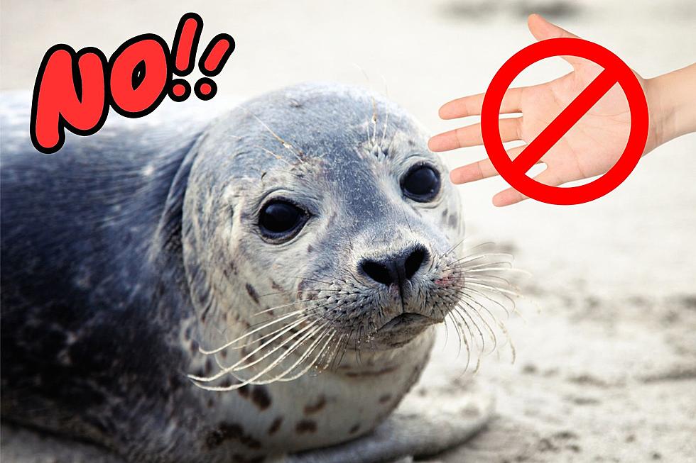 Warning To Rhode Island Beachgoers About Simple Seal ‘No Touchy’ Rule