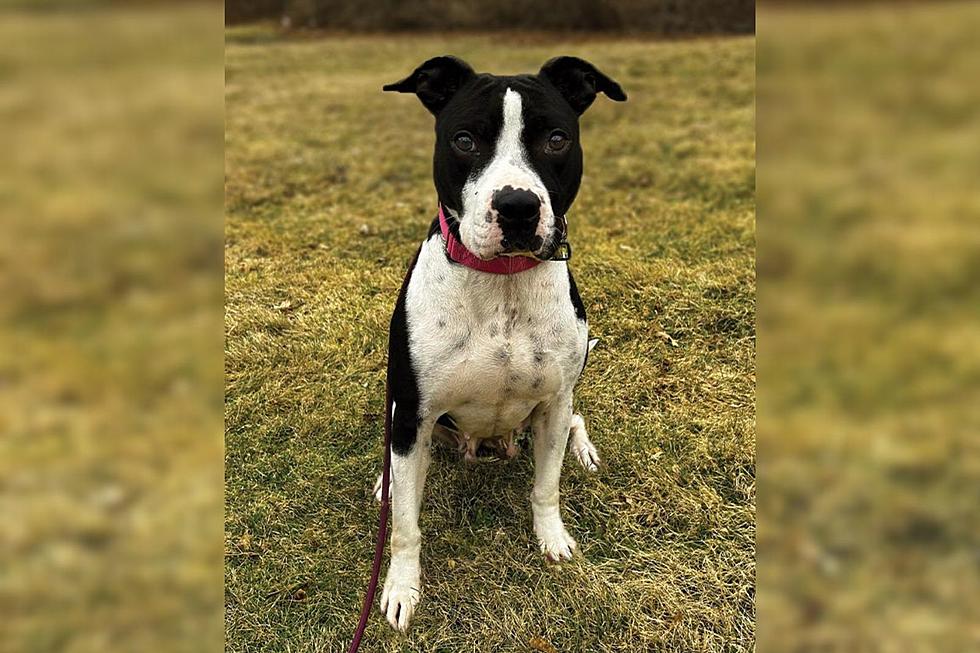 Happy and Sweet New Bedford Dog Raven Sees a Home in Her Future [WET NOSE WEDNESDAY]