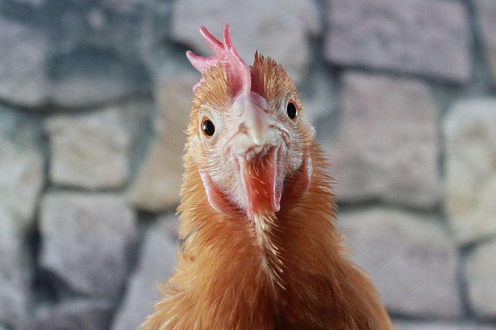 MSPCA Seeks Homes for Over 100 Farm Animals Surrendered in Western Massachusetts