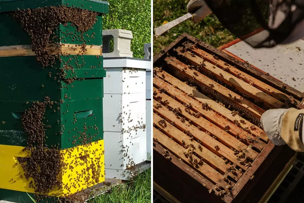 You Can Rent Bees in Massachusetts and Watch Your Backyard Change