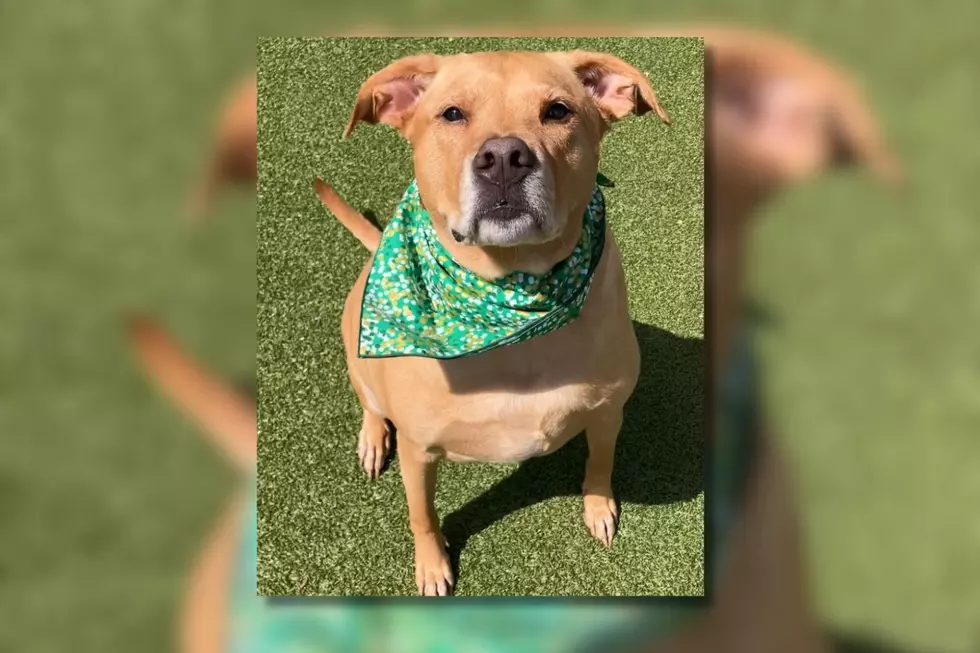 Chunky New Bedford Dog Needs Extra Love from Forever Family [WET NOSE WEDNESDAY]