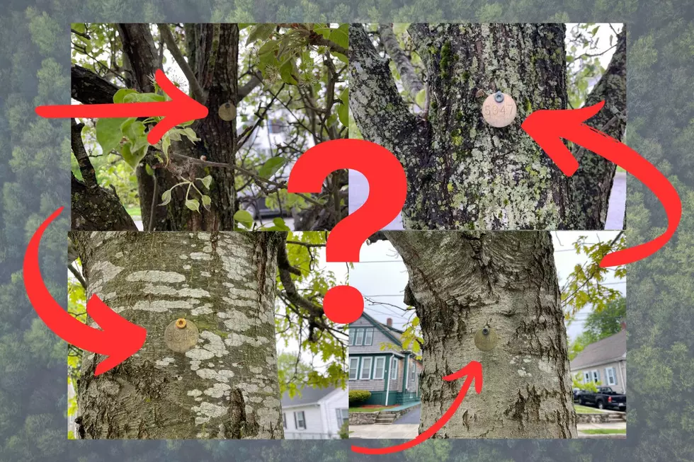 Why These Tags Are Showing Up on Trees Throughout New Bedford
