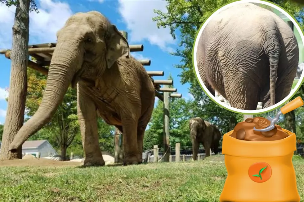 New Bedford&#8217;s Buttonwood Park Zoo Digs into Garden Gold with Elephant Manure Auction