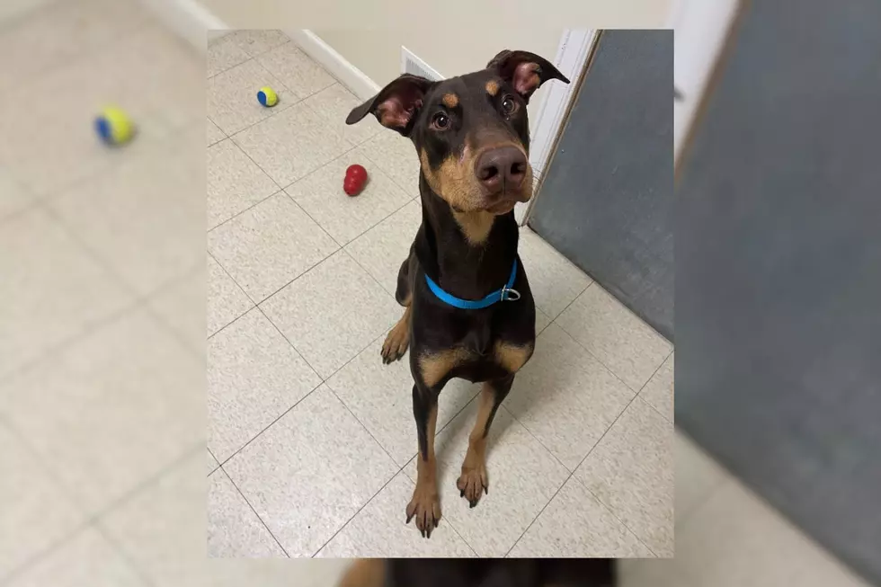 Fall River Dog Reaches 100 Days In Shelter With No Applications [WET NOSE WEDNESDAY]